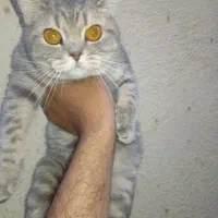 گربه اسکاتیش فولد صورت خرسی