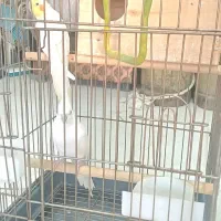 عروس هلندی|پرنده|قیدار, |دیوار