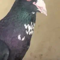 نر ماده سیاه پلنگ