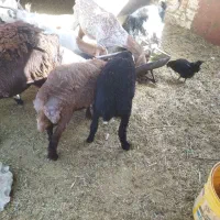 بره کره سبک میش