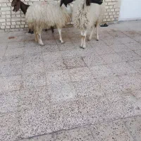 گوسفند بره|حیوانات مزرعه|اهواز, سیاحی(سه راه خرمشهر)|دیوار