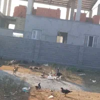 بنایی ساختمان از صفر تا صد|خدمات پیشه و مهارت|بابکان, |دیوار