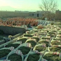 کاه یونجه پرس یونجه ذرت علوفه ایستگاه خوراک دام