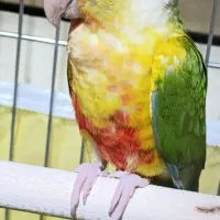 گرینچیک آناناسی