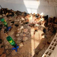 بومی جوجه گلپایگانی|حیوانات مزرعه|اصفهان, قهجاورستان|دیوار