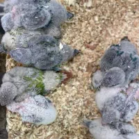 جوجه سرلاکی گرینچیک راهب عروس کاسکو خورشیدی ملنگو|پرنده|یزد, |دیوار