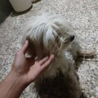 سگ پاکوتاه شیتزو