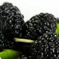 پیش فروش نهال شاهتوت|خدمات باغبانی و درختکاری|دهگلان, |دیوار
