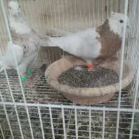 کفتر طوقی زرد