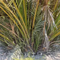 سلام .پاجوش نخل قصب وشاهانی موجود می باشد