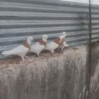 کبوتر|پرنده|مود, |دیوار