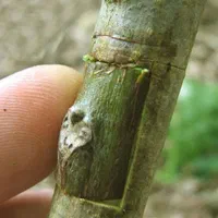 پیوند زنی درخت گردو به صورت تخصصی وحرفه ای