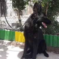 واگذاری سگ ژرمن یک ساله