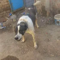 سگ افغان|سگ|سامن, |دیوار