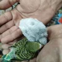 جوجه شاه تخم مرغ عشق