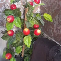 گل درختی سیب مخصوص حال پذیرایی