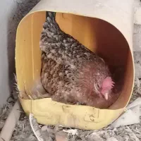 مرغ گلین کرچ تخته|حیوانات مزرعه|کشکوئیه, |دیوار