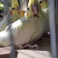 عروس هلندی|پرنده|اصفهان, مشکین|دیوار