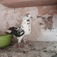 چهارتا کفتر