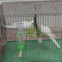جفت عروس هلندی درجه یک