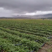 فروش بوته توت فرنگی ریشه لخت