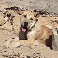 توله سگ 7ماهه نر|سگ|تربتحیدریه, کلاته توکلی|دیوار