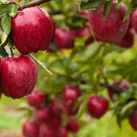 ارائه و تولید نهال سیب قرمز مراغه