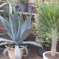 گل اگاو|گل و گیاه طبیعی|اصفهان, قهجاورستان|دیوار