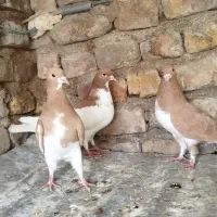 تعدادی کفتر