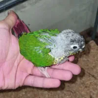 گرینچیک یک ماهه