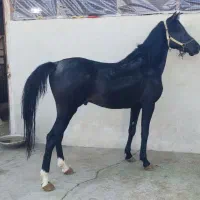 اسب نریان مشکی|اسب و تجهیزات اسبسواری|صحنه, |دیوار