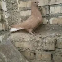 دم سفید|پرنده|شوشتر, |دیوار