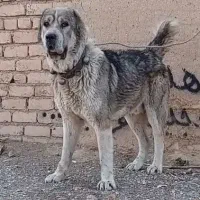 آلابای درشت سابقه گرفتن چندین نفر