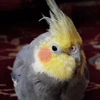 عروس هلندی بازیگوش