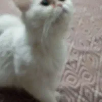گربه پرشین کلاسیک