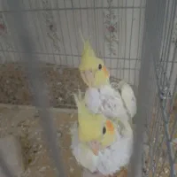 عروس هلندی|پرنده|اردبیل, |دیوار