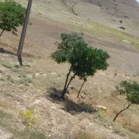 زمین فروشی عنبران