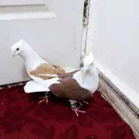 یک جفت  دوبالی بشرط  تخم جوجه