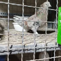 یک جفت هما سرور جوان کشیده