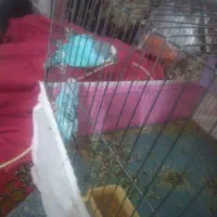 فروش دو جفت مرغ عشق و یک جفت فنچ|پرنده|شاهین دژ, |دیوار