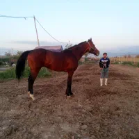 اسب نریان دوخون ۵ ساله قدبلند۱۷۴سانت|اسب و تجهیزات اسب‌سواری|تهران, امیریه|دیوار