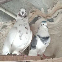 کفتر نر پشت سبز چشم سفید