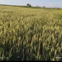 زمین کشاورزی