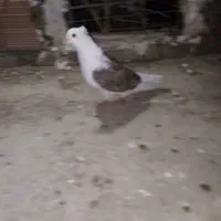 دوبال جوانه نر