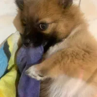 واگذاری پامر اشپیتز