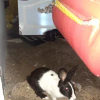 خرگوش سرحال|موش و خرگوش|فسا, |دیوار