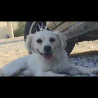 پامر نر دهن پاک فوق‌العاده با مزه