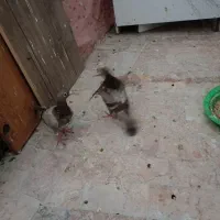 کبوترسار