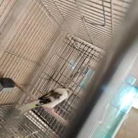 سهره قناری ابلق دهن قشنگ استاد