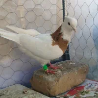 طوقی زرد خال سیاه ، هفت‌رنگ خطی...|پرنده|قزوین, |دیوار